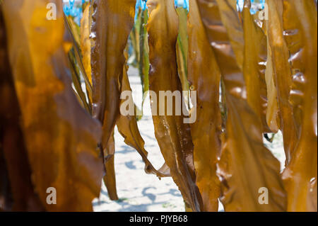 Le alghe è essiccato su una spiaggia in Kurihama, Prefettura di Kanazawa, Giappone il 30 aprile 2009. Note collettivamente come kaiso in giapponese, il Giappone ha cinque tipi o Foto Stock