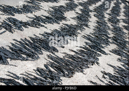 Le alghe è essiccato su una spiaggia in Kurihama, Prefettura di Kanazawa, Giappone il 30 aprile 2009. Note collettivamente come kaiso in giapponese, il Giappone ha cinque tipi o Foto Stock