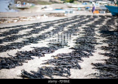 Le alghe è essiccato su una spiaggia in Kurihama, Prefettura di Kanazawa, Giappone il 30 aprile 2009. Note collettivamente come kaiso in giapponese, il Giappone ha cinque tipi o Foto Stock