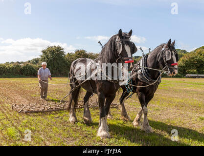 Timoleague, Cork, Irlanda. Il 9 settembre 2018. Donal McCarthy da Rosscarbery con i suoi due cavalli Clydesdale Sally e Penny a dare una dimostrazione di erpicatura all'West Cork Vintage & aratura trebbiatura di evento che si è tenuto a Barryshall Timoleague Co.Cork. Credito: David Creedon/Alamy Live News Foto Stock