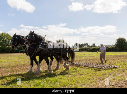 Timoleague, Cork, Irlanda. Il 9 settembre 2018. Donal McCarthy da Rosscarbery con i suoi due cavalli Clydesdale Sally e Penny a dare una dimostrazione di erpicatura all'West Cork Vintage & aratura trebbiatura di evento che si è tenuto a Barryshall Timoleague Co.Cork. Credito: David Creedon/Alamy Live News Foto Stock