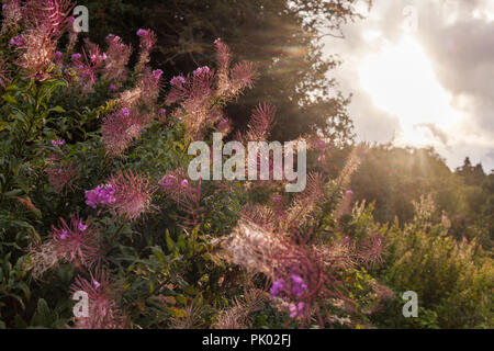 Rosebay Willowherb Foto Stock