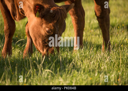 Mucca marrone di pascolare su pascolo ricco Foto Stock