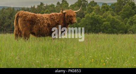 Longhorn mucca in piedi in pascolo di trifoglio Foto Stock