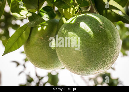 Close up di Acerbi e arance verde appeso con struttura ad albero Foto Stock