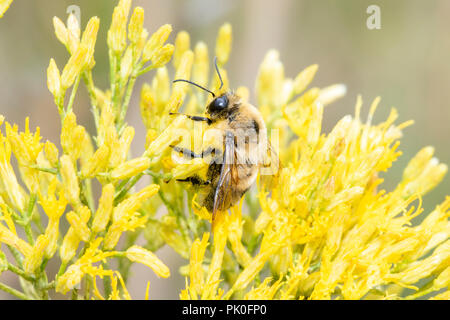 Bumble Bee (Bombus griseocollis) raccogliendo il polline sulla Wild fiori gialli in Colorado Foto Stock