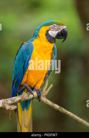 Blu-giallo macaw - Ara ararauna, grande bellissimo pappagallo colorato dal Sud America le foreste e i boschi. Foto Stock