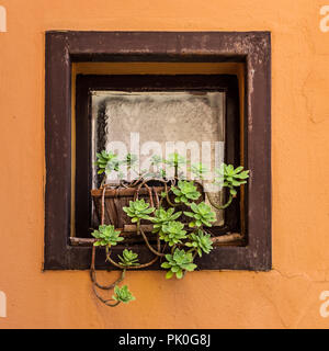 Fiori che crescono sul davanzale Foto Stock