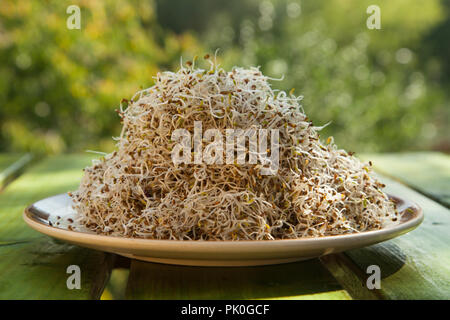 Organici di giovani germogli alfalfa su una piastra al di fuori nel verde di un giardino Foto Stock