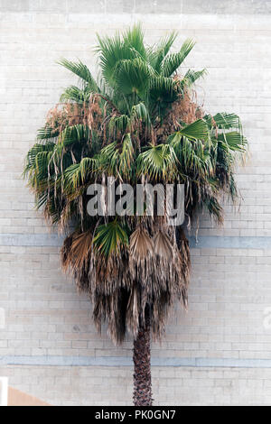 A view of a palm tree against a brick wall in Venice beach, California Foto Stock