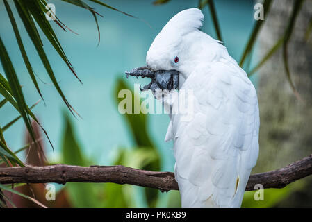 Ombrello bianco cacatua a sant'Agostino Alligator Farm Zoological Park di St. Augustine, Florida. (USA) Foto Stock