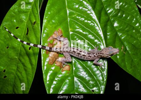 Un Inger piegato-toed Gecko (Cyrtodactylus pubisulcus) la caccia di notte nel Parco Nazionale di Gunung Mulu, Sarawak, Est Malesia, Borneo Foto Stock