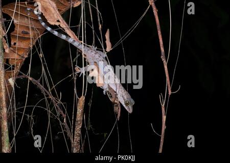 Un Inger piegato-toed Gecko (Cyrtodactylus pubisulcus) la caccia di notte nel Parco Nazionale di Gunung Mulu, Sarawak, Est Malesia, Borneo Foto Stock