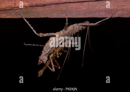 Una coniugata coppia di fasmidi (stick insetti) nella foresta pluviale di notte nel Parco Nazionale di Gunung Mulu, Sarawak, Est Malesia, Borneo Foto Stock