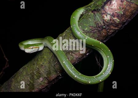 Un Bornean Keeled Rattlesnakes (Tropidolaemus subannulatus) di notte nel Parco Nazionale di Gunung Mulu, Sarawak, Est Malesia, Borneo Foto Stock