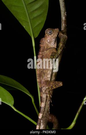 Un angolo di Borneo capo-Lizard (Gonocephalus bornensis) aggrappato a un ramo sottile nel Parco Nazionale di Gunung Mulu, Sarawak, Est Malesia, Borneo Foto Stock