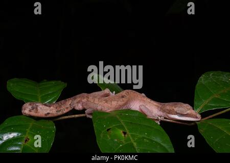 Un gatto Gecko (Aeluroscalabotes felinus) che figurano al riposo durante la notte nel Parco Nazionale di Gunung Mulu, Sarawak, Est Malesia, Borneo Foto Stock