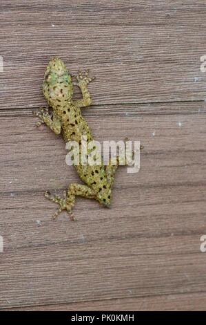 Una casa maculato Gecko (Gekko monarchus) su un edificio in legno nel Parco Nazionale di Gunung Mulu, Sarawak, Est Malesia, Borneo Foto Stock