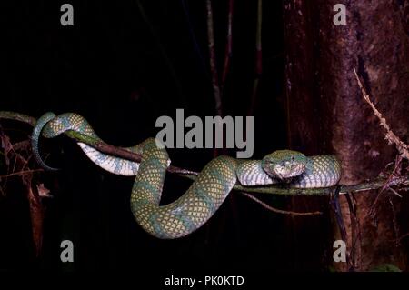 Una femmina adulta Bornean Keeled Rattlesnakes (Tropidolaemus subannulatus) di notte nel Parco Nazionale di Gunung Mulu, Sarawak, Est Malesia, Borneo Foto Stock