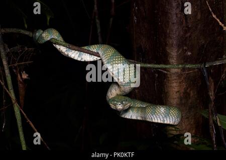 Una femmina adulta Bornean Keeled Rattlesnakes (Tropidolaemus subannulatus) di notte nel Parco Nazionale di Gunung Mulu, Sarawak, Est Malesia, Borneo Foto Stock