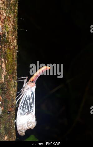 Un lacy lanterna bianca bug (Pyrops sultanus) sul tronco di un albero nel Parco Nazionale di Gunung Mulu, Sarawak, Est Malesia, Borneo Foto Stock