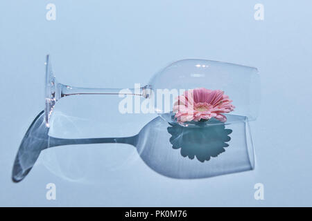 Pink gerbera in un bicchiere. Ombra riflessioni su uno sfondo blu. In stile minimalista floreale. Concetto di primavera. Come sfondo o cartolina Foto Stock