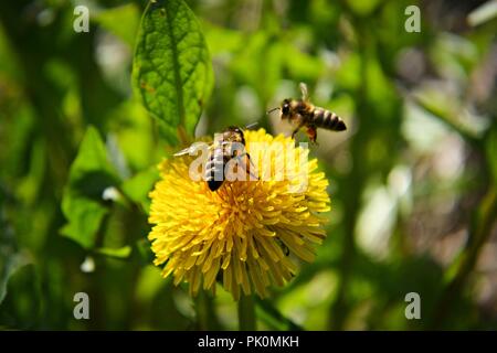 Gli animali nella natura/ Closeup di macro e natura dettagli/ Due api sorvolano giallo fiore di dente di leone Foto Stock