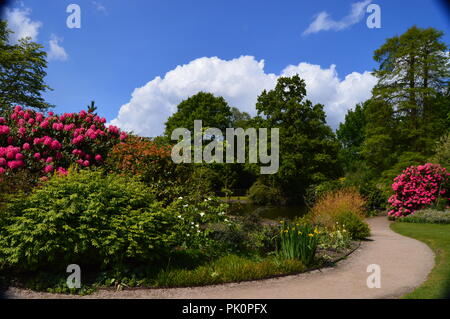 Paesaggio di Dunham Massey Altrincham rododendri e lago Foto Stock