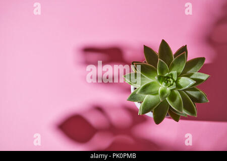 La vista superiore composizione con un singolo albero sempreverde di piante succulente è Eichveria, disco ombra pianta è Eichveria da le ombre morbide da Monstera pianta P Foto Stock
