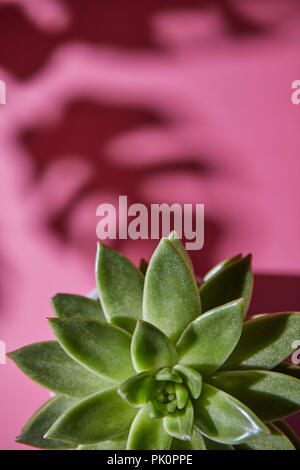 La vista superiore composizione con un singolo albero sempreverde di piante succulente è Eichveria, disco ombra pianta è Eichveria da le ombre morbide da Monstera pianta P Foto Stock