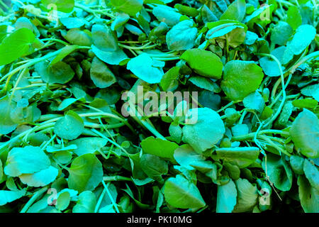 Materie organiche verde acqua viva il crescione pronto a mangiare. Foto Stock