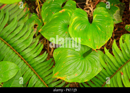 Falso Il giglio della valle, Wild Pacific Trail, Ucluelet, British Columbia, Canada Foto Stock