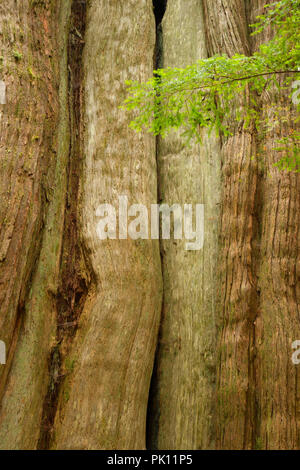 Western red cedar su antichi cedri Loop, Wild Pacific Trail, Ucluelet, British Columbia, Canada Foto Stock