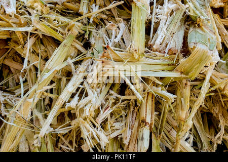 Bagassa di canna da zucchero. Close up di bagasse è il materiale fibroso lasciati da canna da zucchero il processo di estrazione di una fabbrica di zucchero industriale. - Backgrou Foto Stock