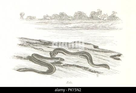 Immagine dalla pagina 202 di 'Vita sulla Upper Thames' . Foto Stock