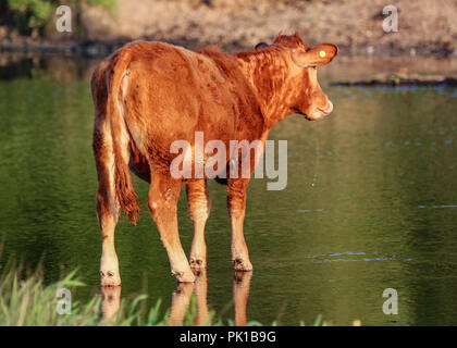 Bovini in acqua Foto Stock