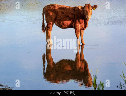 Bovini in acqua Foto Stock