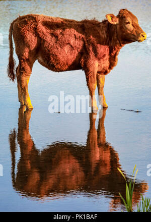 Bovini in acqua Foto Stock