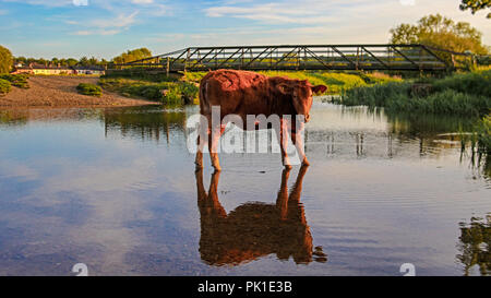 La riflessione di una mucca Foto Stock