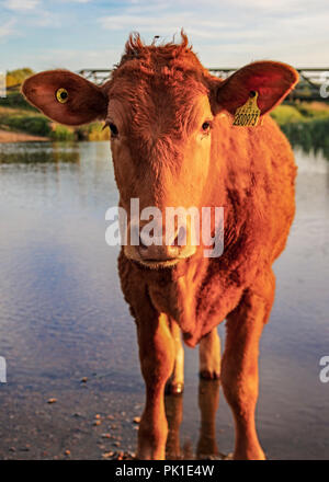 Mucca marrone Foto Stock