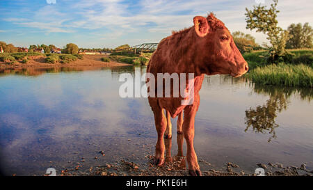 Il raffreddamento dei piedi in acqua Foto Stock