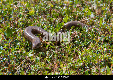 Worm lenta Anguis fragilis a prendere il sole sulla cima di una siepe. Alresford, Hampshire, Inghilterra, Regno Unito. Foto Stock