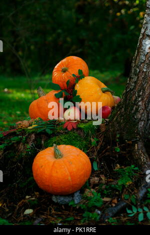 Arancio brillante zucche con le mele rosse, noci, coni nella foresta di autunno sul verde muschio, su un vecchio ceppo di betulla Foto Stock