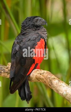 Pesquet's Parrot - Psittrichas pharomachrus, grande nero e red parrot dalla Nuova Guinea le foreste e i boschi. Foto Stock