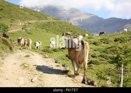 Tipiche mucche marrone nelle colline del Cantone dei Grigioni, un cantone della Svizzera. Paesaggio di montagna, soleggiato, atmosfera estiva. Foto Stock