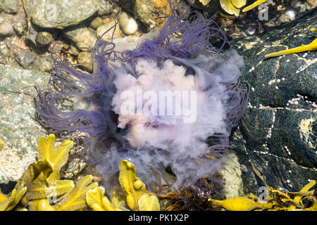 Meduse blu o blue fire meduse Cyanea Lamarcki bloccati in un rock pool Foto Stock