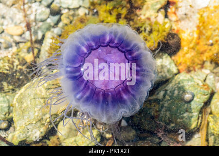 Meduse blu o blue fire meduse Cyanea Lamarcki bloccati in un rock pool Foto Stock