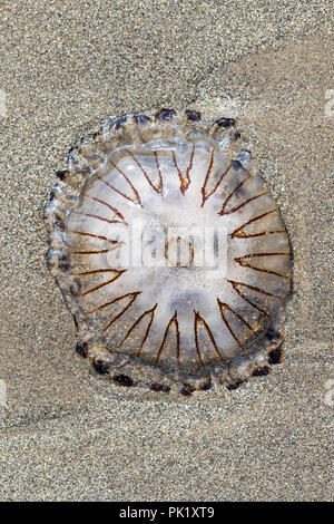 Compass Medusa Chrysaora hysoscella bloccati sulla spiaggia