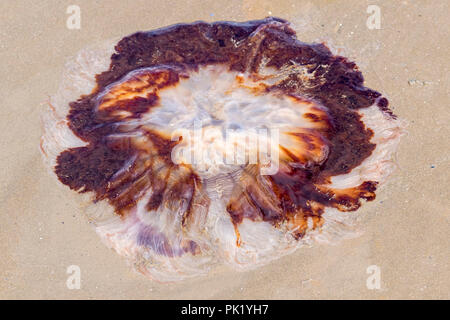 Leone la criniera meduse Cyanea capillata bloccati sulla spiaggia Foto Stock