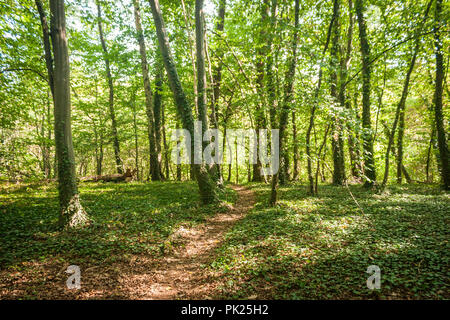 Un sentiero conduce attraverso una lussureggiante foresta verde in Belgio. Foto Stock